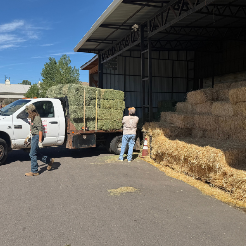 Two workers load stacked hay bales onto a flatbed truck beside an open-sided barn under bright blue skies, creating a busy farm scene.
