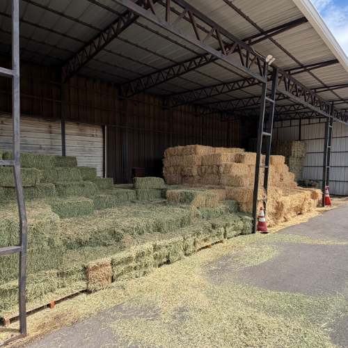 Open-sided metal hay shed filled with stacked green and golden hay bales; steel beams, sunlight, and safety cones create a rustic farm scene.