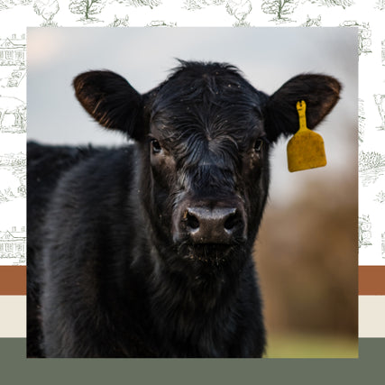 Livestock Feed & SuppliesClose-up of a black calf with a yellow ear tag, gazing intently. The background is blurred, emphasizing the calf's expressive eyes and soft fur.