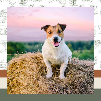 Pet Food & SuppliesA happy Jack Russell Terrier sits on a hay bale against a sunset sky. The pink and orange hues create a warm, serene atmosphere.