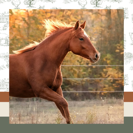 Horse Feed & SuppliesA chestnut horse gallops energetically in a sunlit field, framed by autumnal trees. The scene exudes freedom and vitality under a warm, golden light.