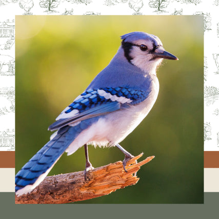 Wild Bird Feed & SuppliesA blue jay perched on a branch, showing vibrant blue and white feathers against a blurred green background. The scene feels peaceful and natural.