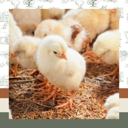 Poultry Feed & SuppliesFluffy yellow chicks stand on straw, crowded together. The scene conveys warmth and innocence, with soft natural tones and dappled sunlight.