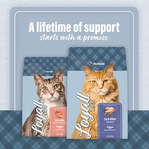 Nutrena® Loyall Life® Cat & Kitten Salmon & Ocean Fish Meal Recipe